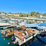 Dolphin Watching in Cascais: A Wild Atlantic Adventure with Four Adventure Boat Tours